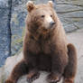 The mighty yoda-bear