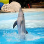 Dolphin in water
