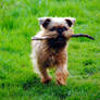 Dog with stick.. xD
