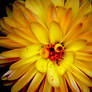 Flower with a curl