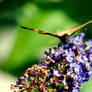 Butterfly dining