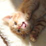 Cute kittens continued..