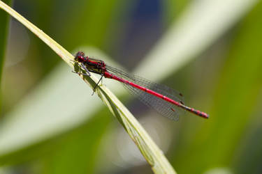 Damselfly