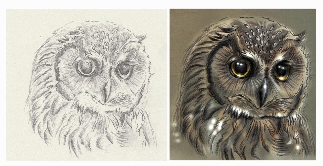 owl