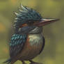Kingfisher