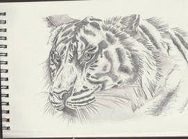 tiger sketch