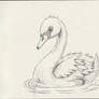 sketching swan