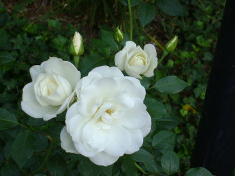 Rose Bouquets