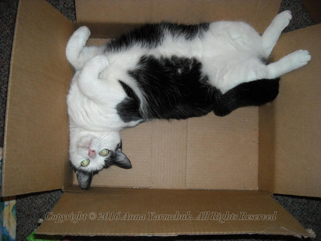 OMIGOSH! CATNIP BOX!