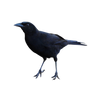 Raven 2 PNG