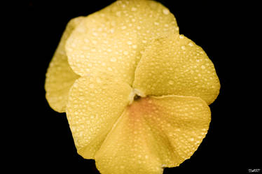 Flower 7