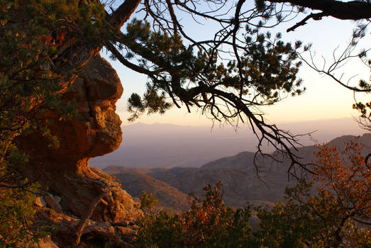 Rock with Tree