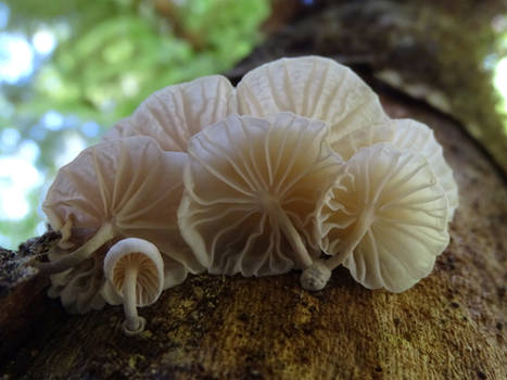 318/365 mushrooms