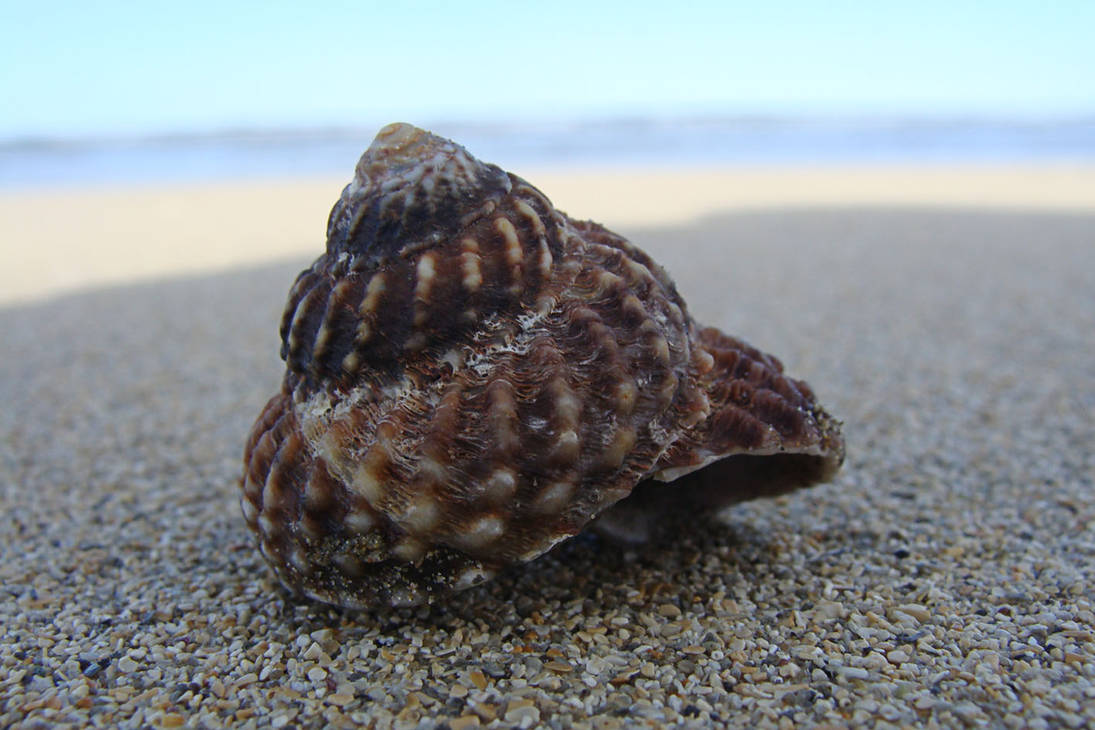 Cook's Turban Shell by Jay-Nielsen on DeviantArt