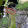 Pitcher plant