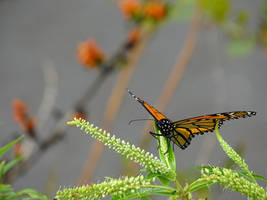 Monarch butterfly