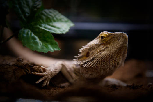 Pogona vitticeps