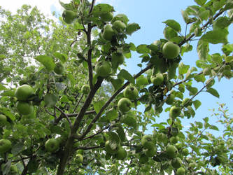 Bramley Apple Tree
