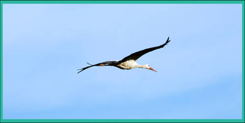 stork