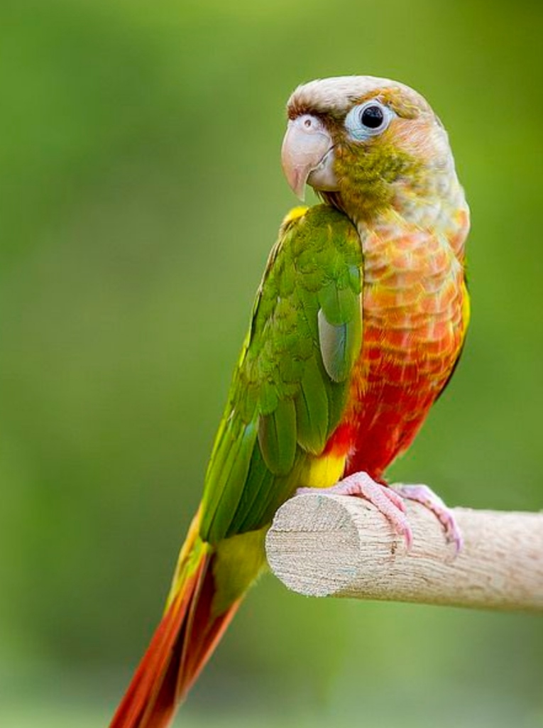 Quetzalcoatl Ref By Turquoisethorns On Deviantart Quetzalcoatl Ref By Turquoisethorns On Deviantart
