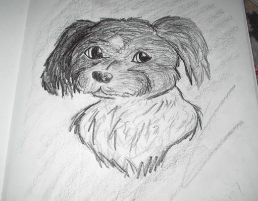 Sketch of Lucky