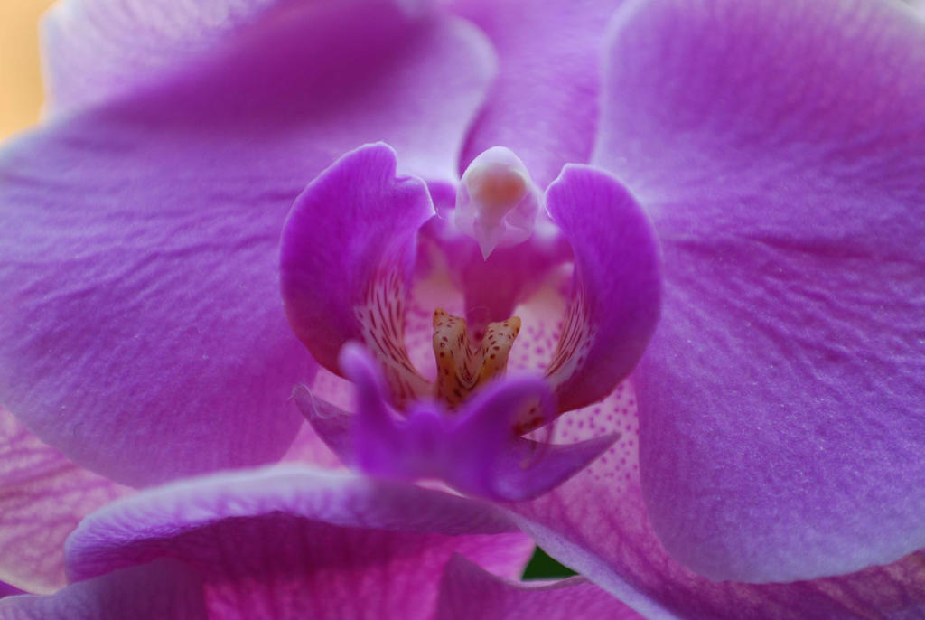 Purple Orchid 2