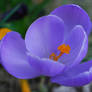 crocus 2