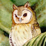 tropical owl