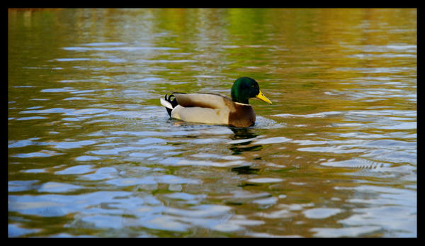 Another Duck by Zaxstuf on DeviantArt