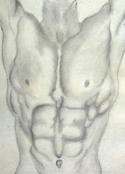 Torso - Male