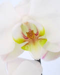 Inner Orchid by NaturesTouch