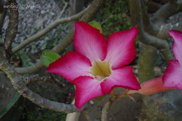 Chinese Sagawar Flowers