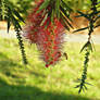 Bottlebrush N' Bee