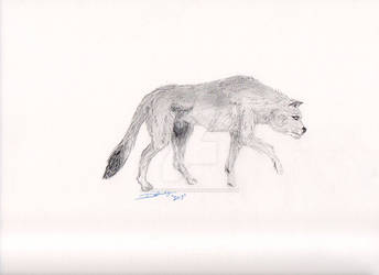 Wolf, side
