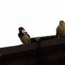 Sparrows on the roof