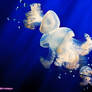 Jellyfish..So beautiful, so dangerous
