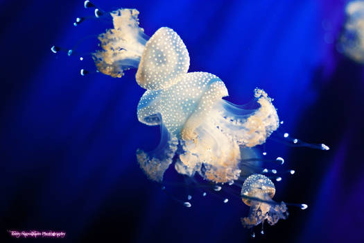 Jellyfish..So beautiful, so dangerous