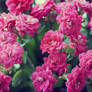 pink flowers