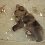 little bear_05