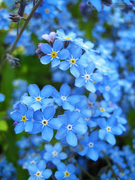 forget-me-not_02