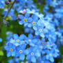 forget-me-not_02