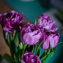 Tulips_01