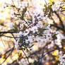 Blossom_05