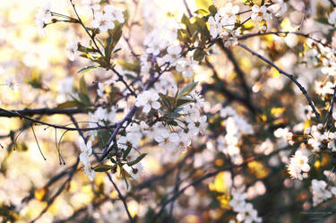 Blossom_05