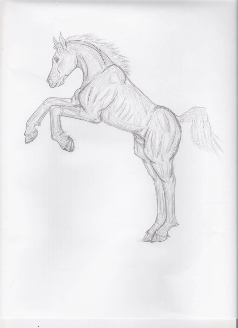 Colt Rearing Side Profile Rearing shaded colt by blueicedragonau on DeviantArt
