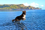 pounce by BenCrowlePhotography