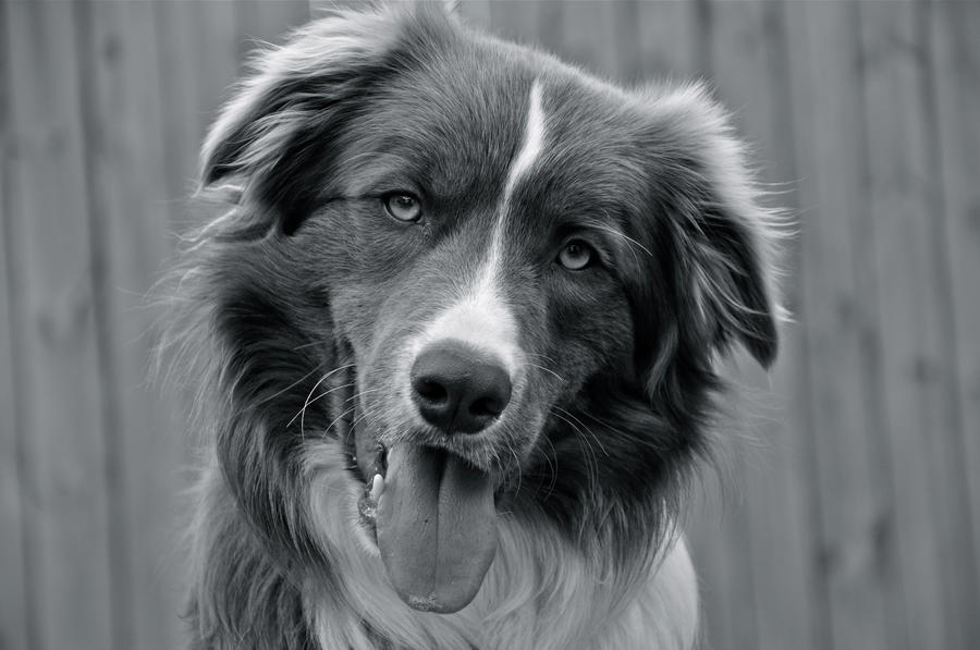 kovu by BenCrowlePhotography kovu by BenCrowlePhotography