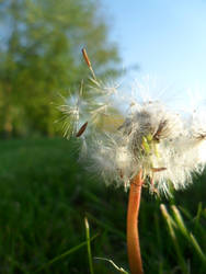 Dandelion