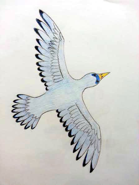 Blue Dove