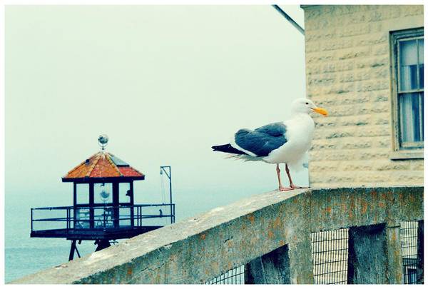 Seagull 2